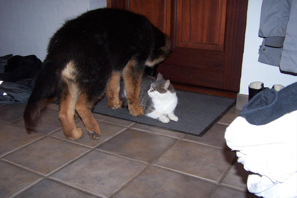 Schæferhund langhåret - Glenn´s Cherokee <3 (Chia) - andet møde med katten- det gik da meget godt ;o) billede 6