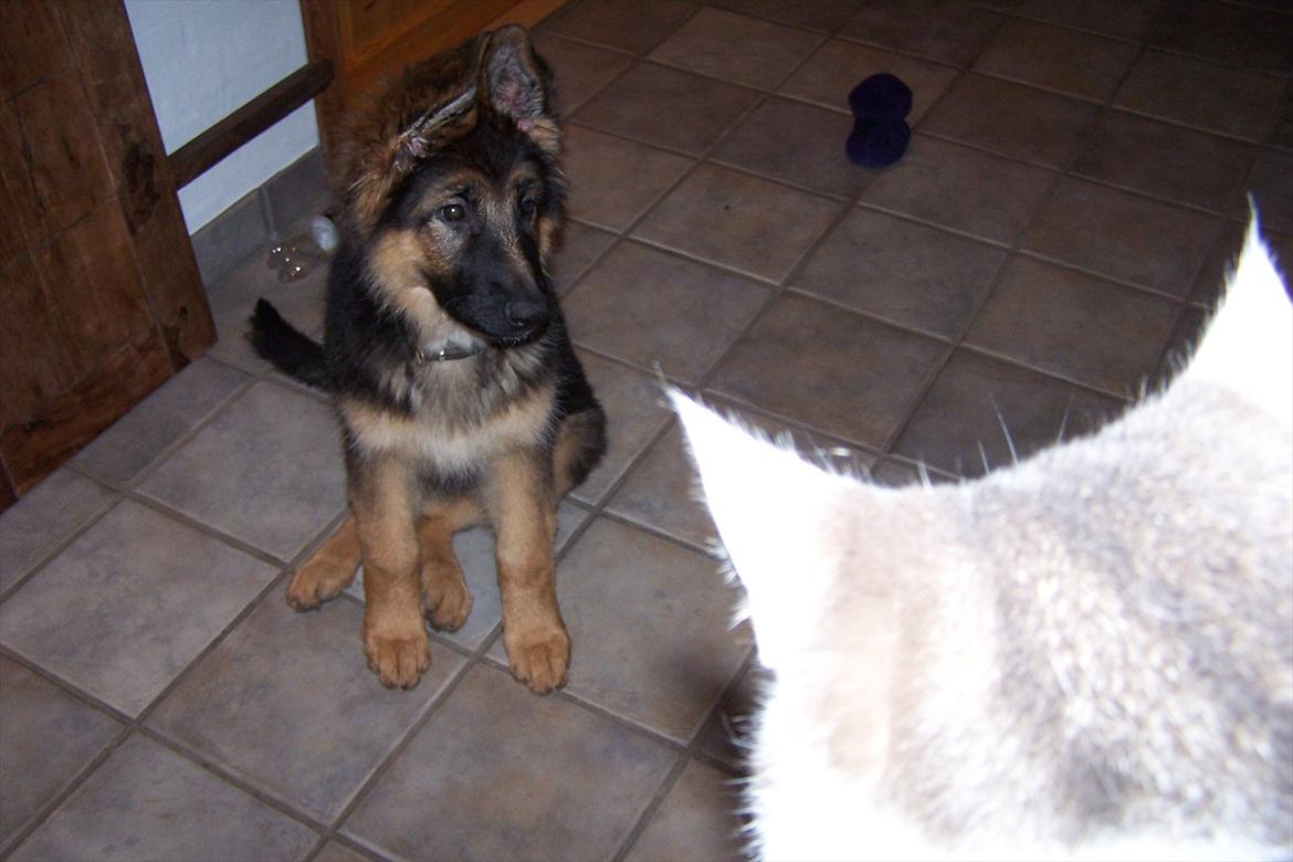 Schæferhund langhåret - Glenn´s Cherokee <3 (Chia) - Hmmm hvorfor kommer den ikke ned og snakker med mig ;o) billede 7