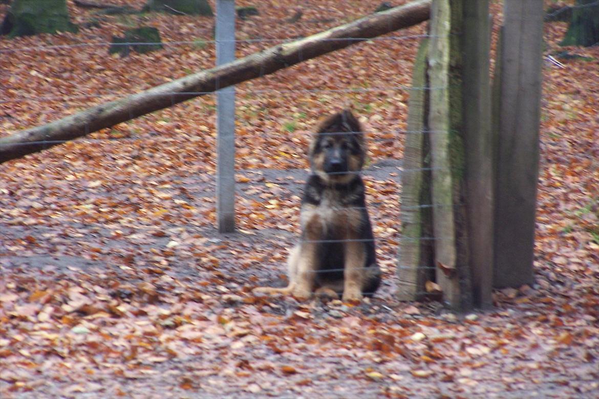 Schæferhund langhåret - Glenn´s Cherokee <3 (Chia) - Hov du glemte da at ta mig med piv piv- havde lige glemt kameraet i bilen ved hundeskoven- det faldt ikke i god jord at lade hende sidde der ;o) billede 8