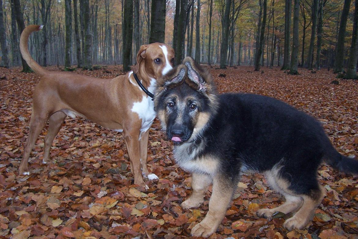 Schæferhund langhåret - Glenn´s Cherokee <3 (Chia) - Møde med anden hund i hundeskoven ;o) billede 9