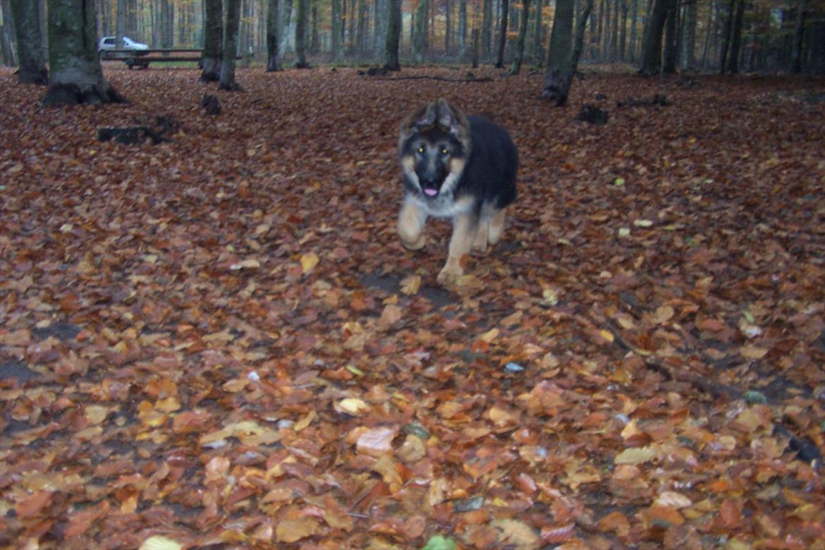 Schæferhund langhåret - Glenn´s Cherokee <3 (Chia) - Kom så Chia ;o) billede 10