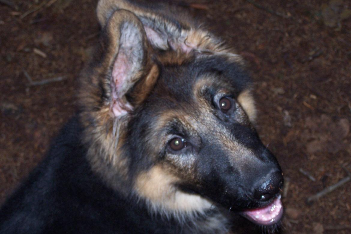 Schæferhund langhåret - Glenn´s Cherokee <3 (Chia) - Sagde du noget mor ;o) billede 11