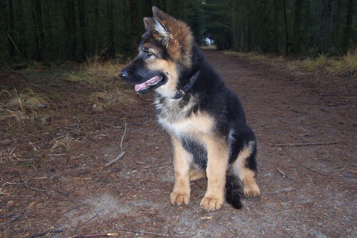 Schæferhund langhåret - Glenn´s Cherokee <3 (Chia) billede 12