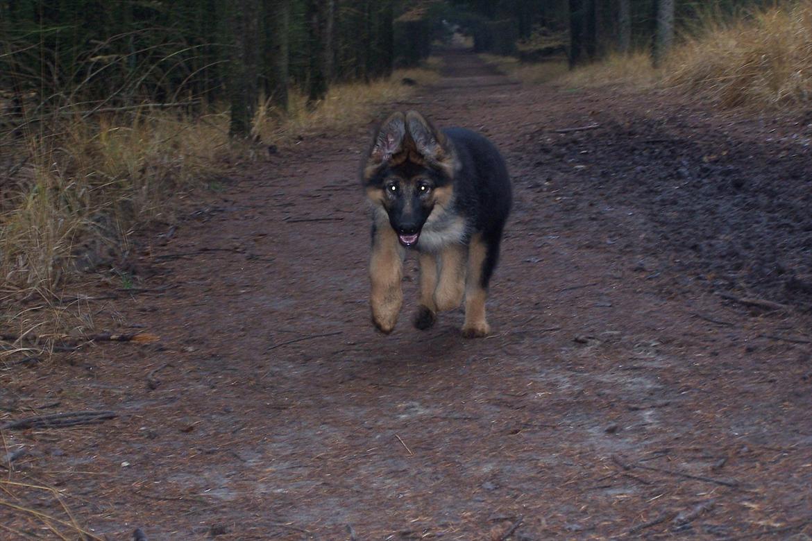 Schæferhund langhåret - Glenn´s Cherokee <3 (Chia) - I fuld fart ;o) billede 13