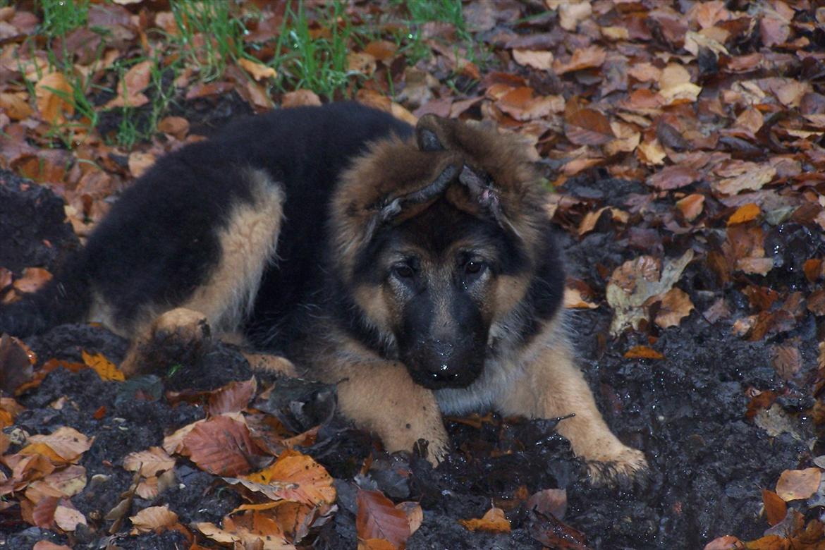 Schæferhund langhåret - Glenn´s Cherokee <3 (Chia) - Ligger og hygger i mudder... billede 14