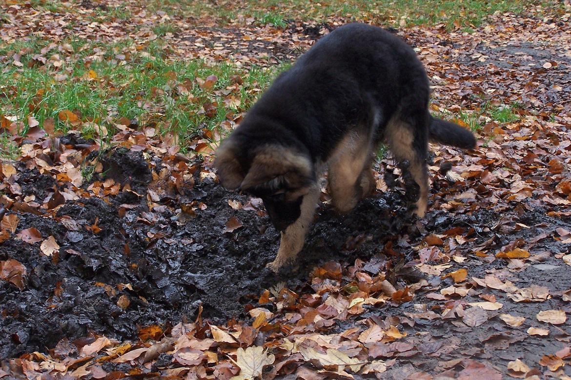 Schæferhund langhåret - Glenn´s Cherokee <3 (Chia) - mmm mudder- det skulle jo være så sundt ;o) med træls at få i bilen hehe billede 15
