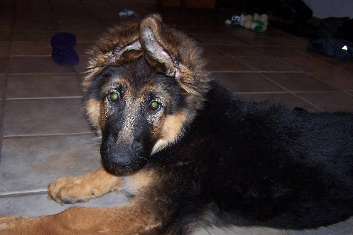 Schæferhund langhåret - Glenn´s Cherokee <3 (Chia) - Smukke tøs ;o) billede 16