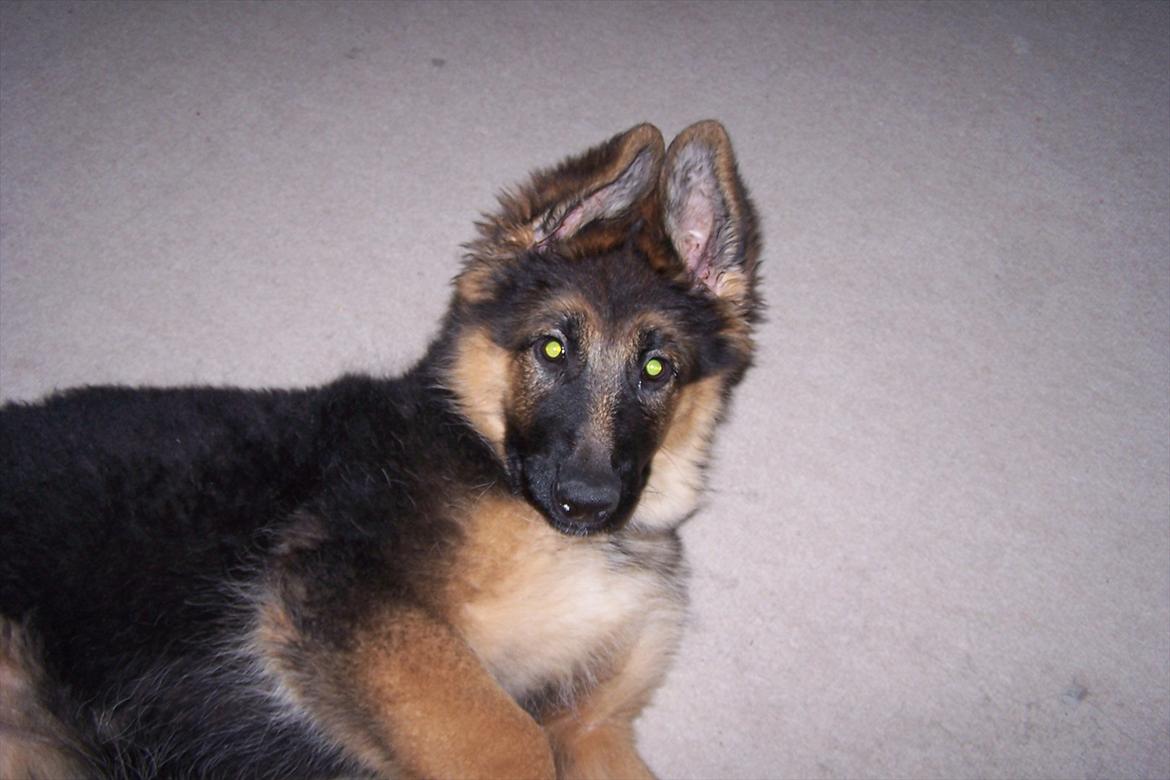 Schæferhund langhåret - Glenn´s Cherokee <3 (Chia) billede 17