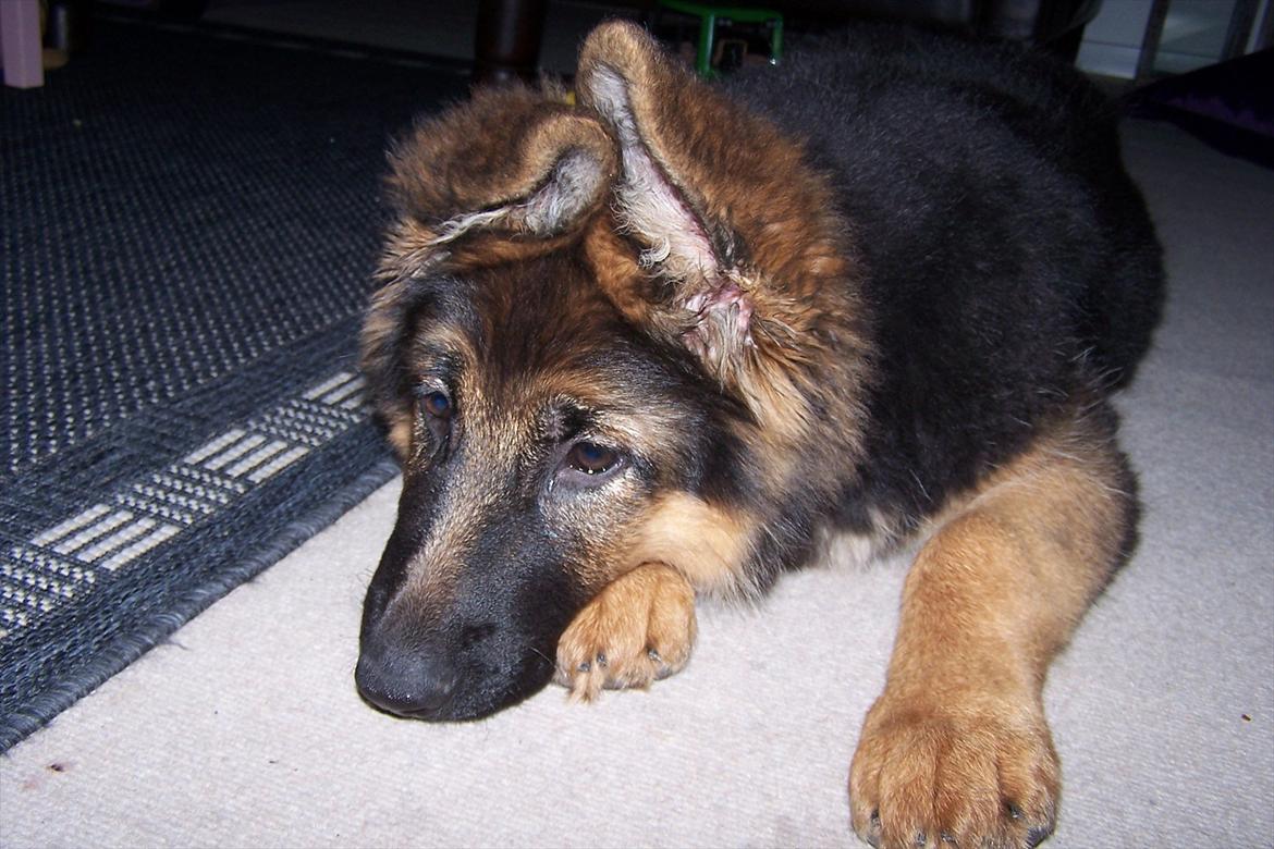 Schæferhund langhåret - Glenn´s Cherokee <3 (Chia) - tager lige en slapper ;o) billede 18