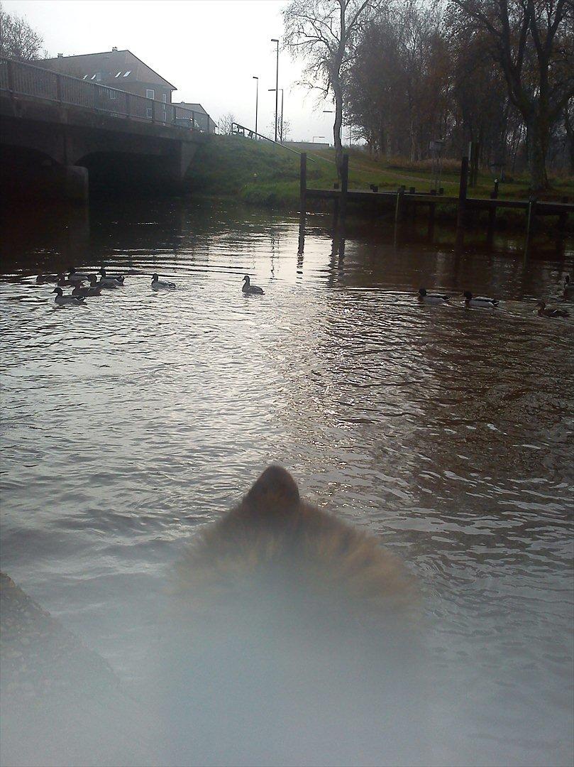 Schæferhund langhåret - Glenn´s Cherokee <3 (Chia) - Kigger på ænder _ Undskyld dårlig billede kvalitet.... billede 19