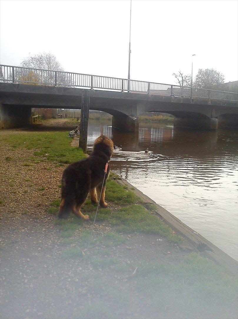 Schæferhund langhåret - Glenn´s Cherokee <3 (Chia) - Ser på ænder ;o) billede 20