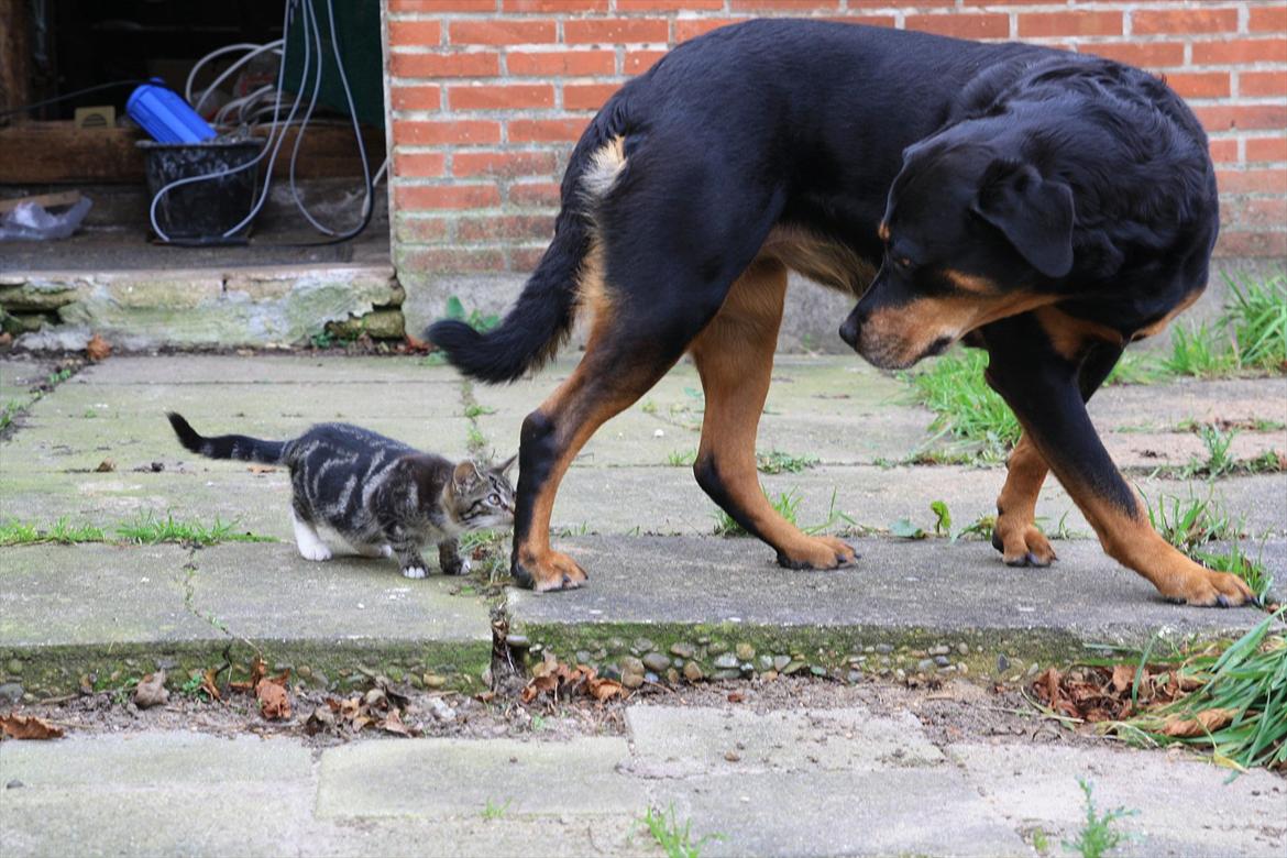 Rottweiler Tazja, fattiggårdens Foxy billede 18