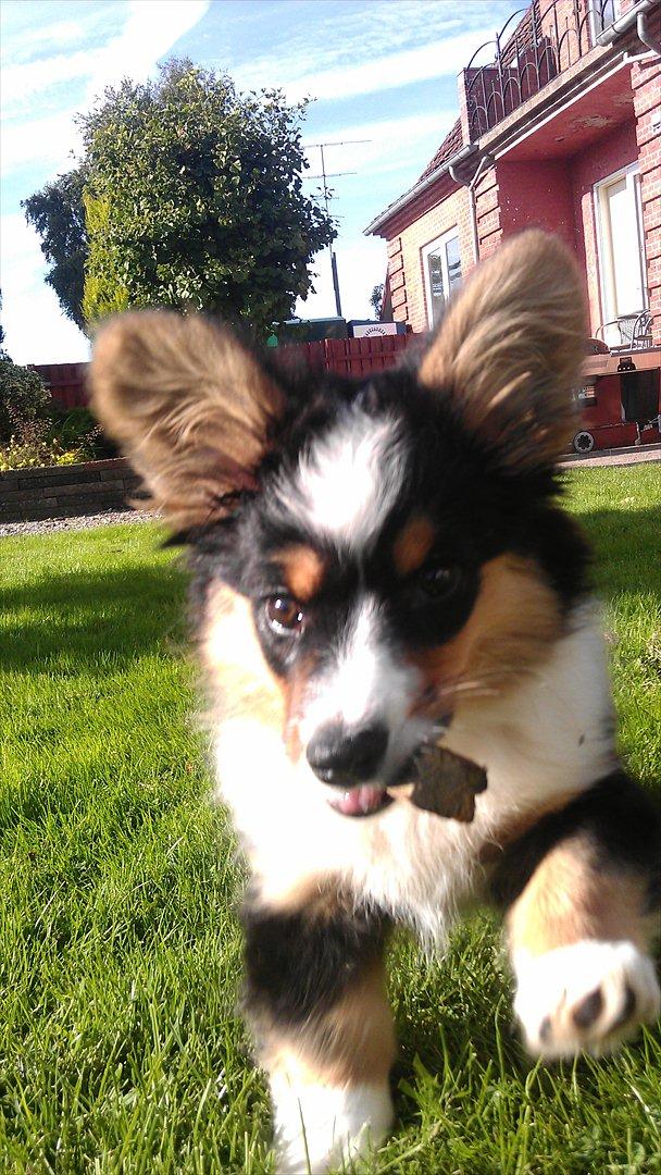 Welsh corgi cardigan Hashfan Opium Boy (Eddy) billede 6