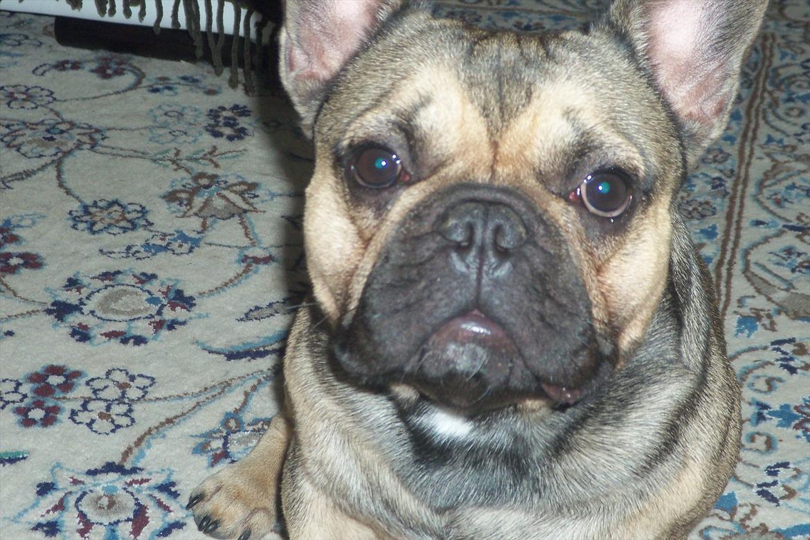 Fransk bulldog Carlo billede 1