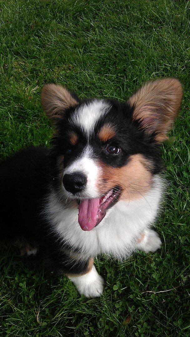 Welsh corgi cardigan Hashfan Opium Boy (Eddy) billede 3