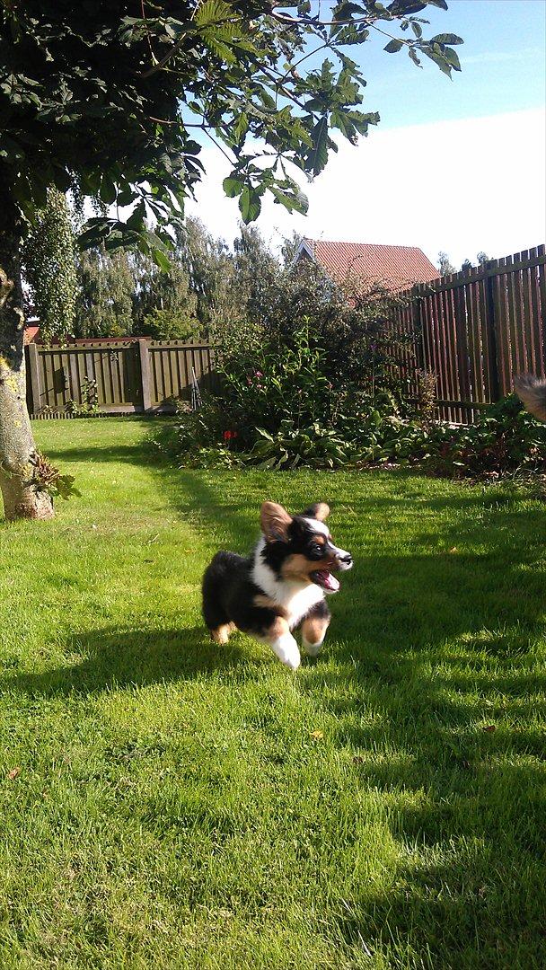 Welsh corgi cardigan Hashfan Opium Boy (Eddy) billede 4