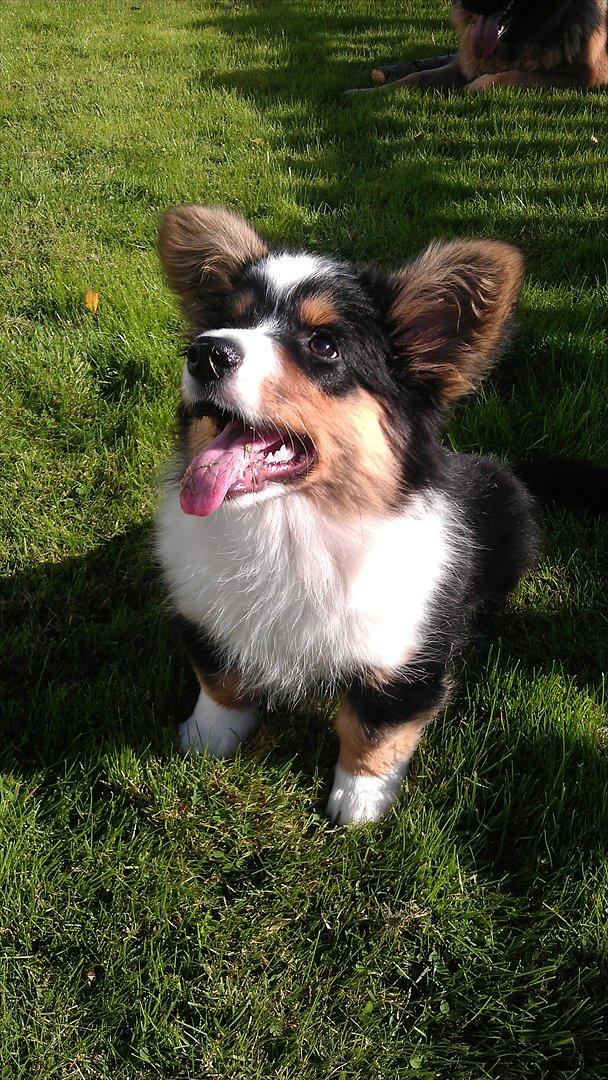 Welsh corgi cardigan Hashfan Opium Boy (Eddy) billede 5
