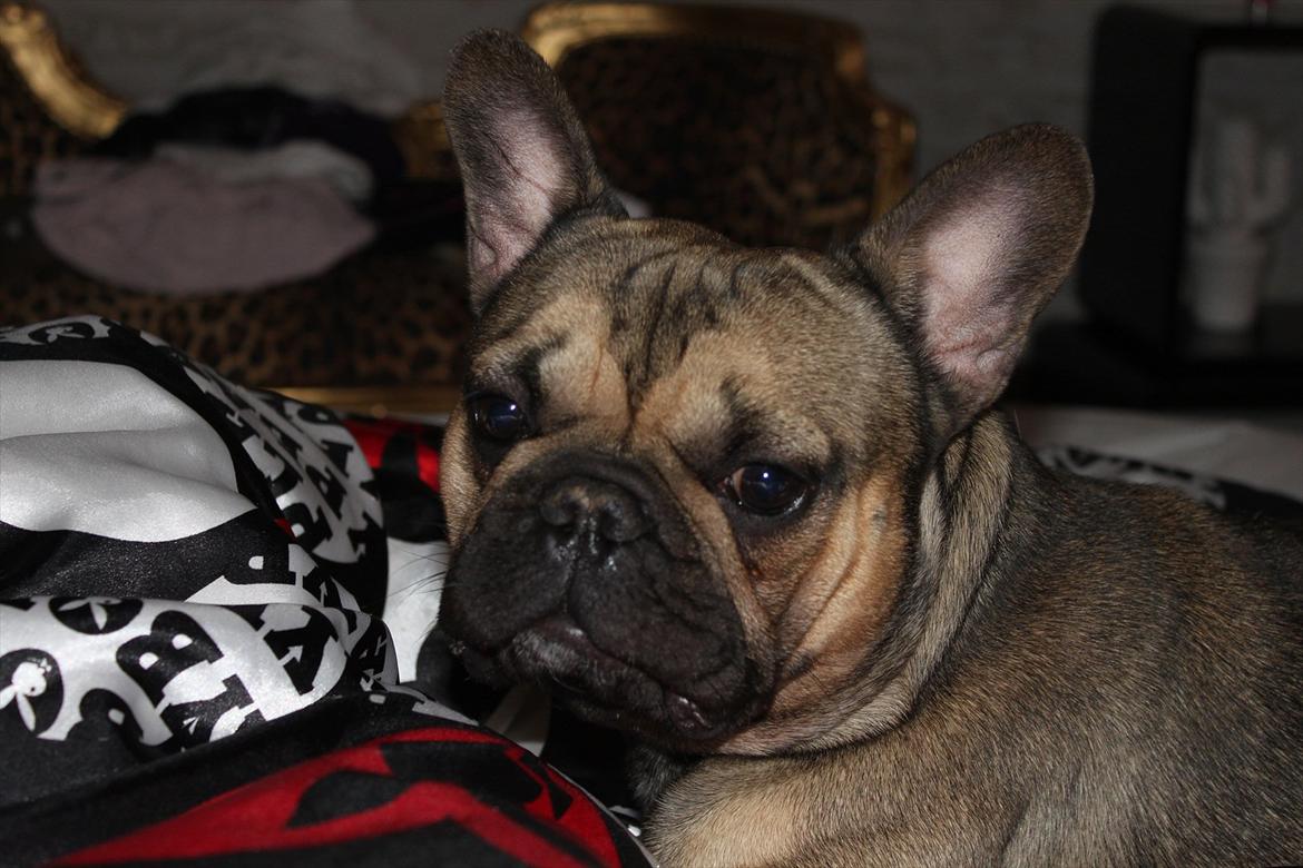 Fransk bulldog Carlo billede 3