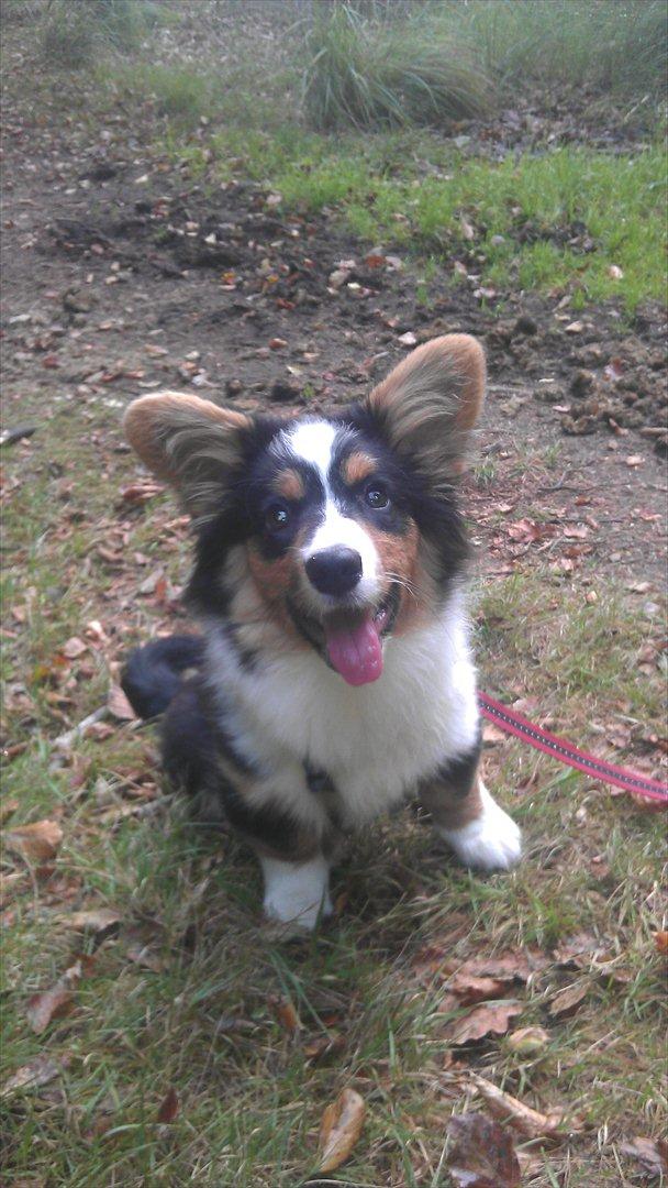 Welsh corgi cardigan Hashfan Opium Boy (Eddy) billede 7