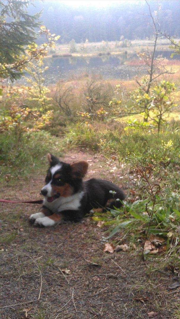 Welsh corgi cardigan Hashfan Opium Boy (Eddy) billede 8