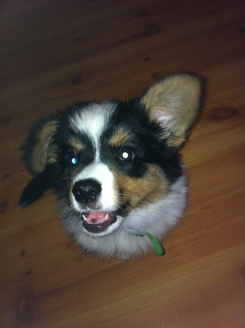 Welsh corgi cardigan Hashfan Opium Boy (Eddy) billede 10