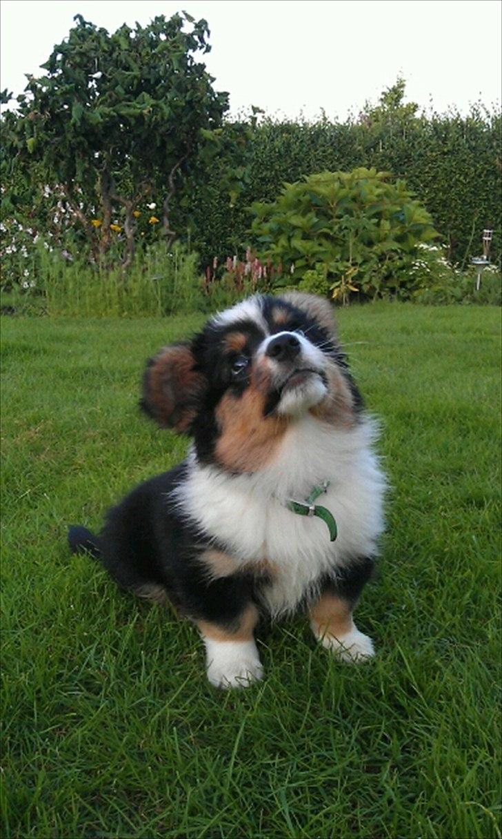 Welsh corgi cardigan Hashfan Opium Boy (Eddy) billede 12