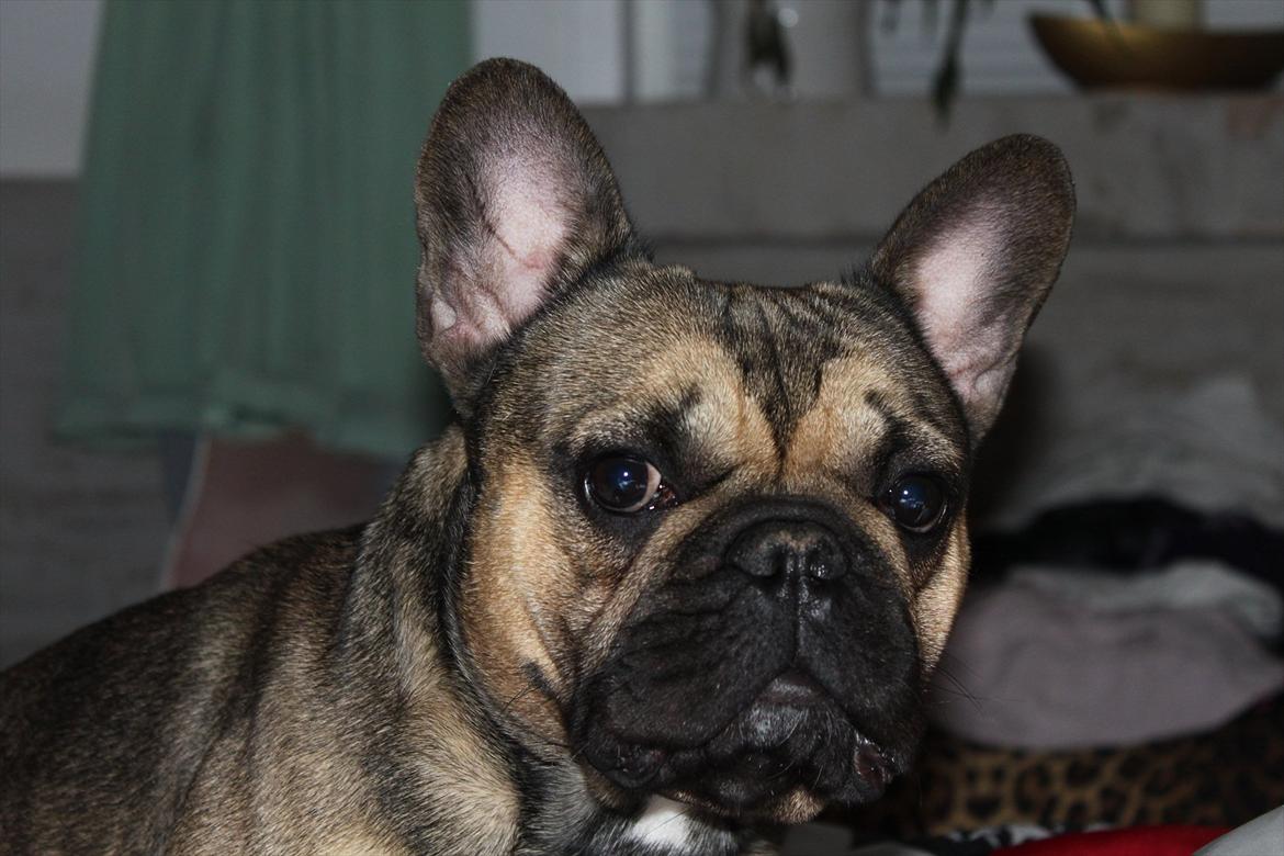 Fransk bulldog Carlo billede 4