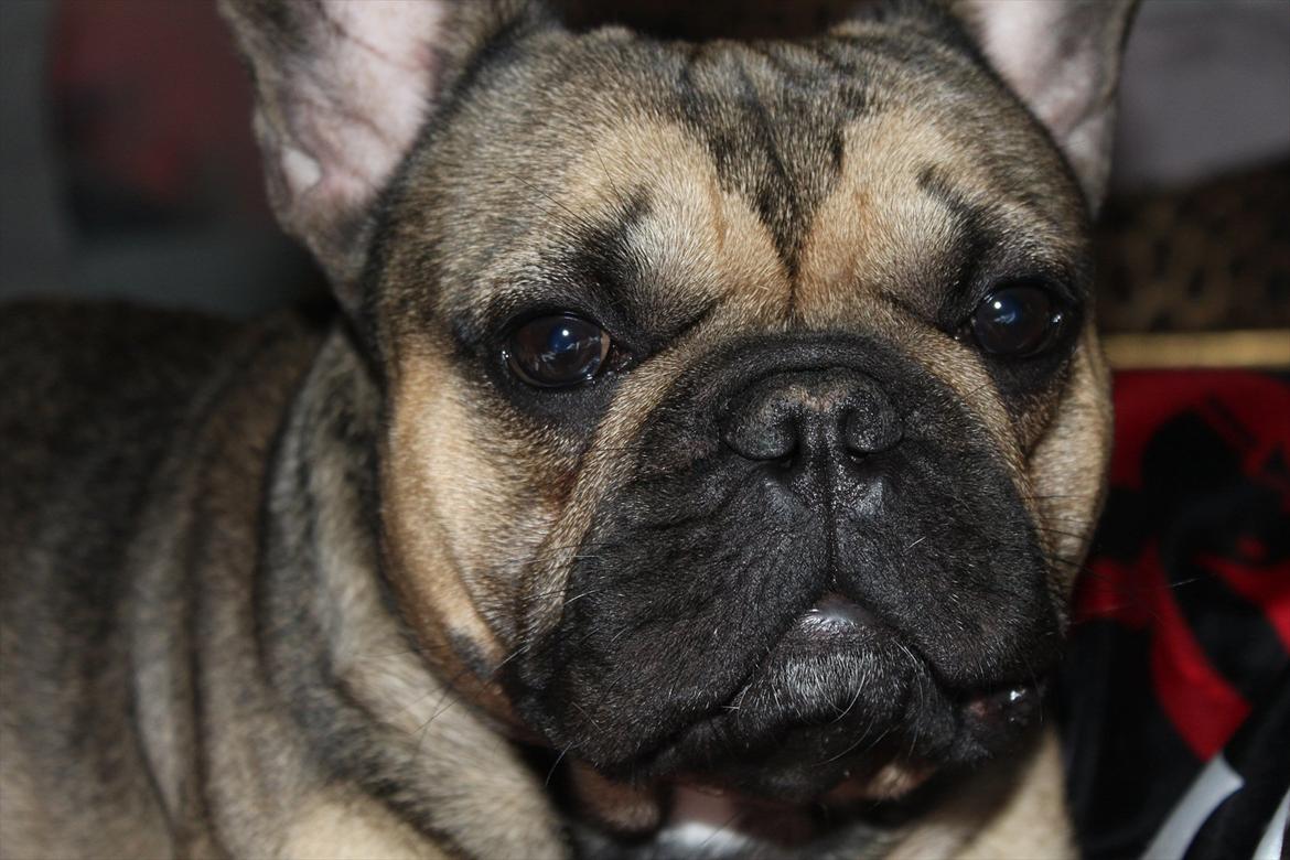 Fransk bulldog Carlo billede 5