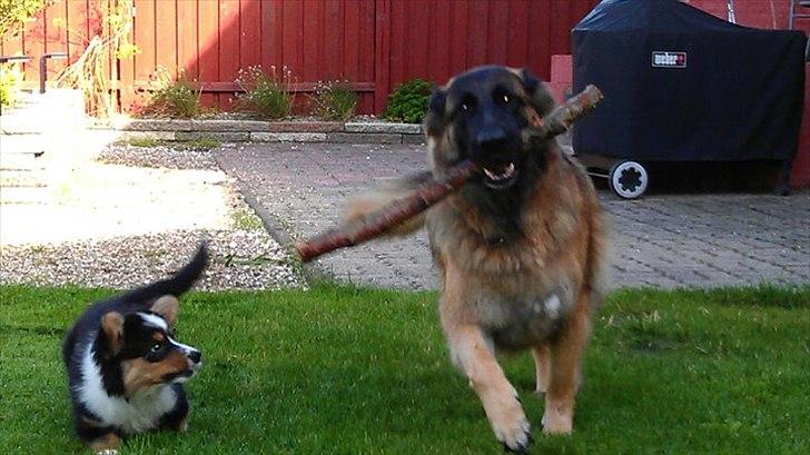 Welsh corgi cardigan Hashfan Opium Boy (Eddy) - Eddy med sin "storesøster" Aika billede 13