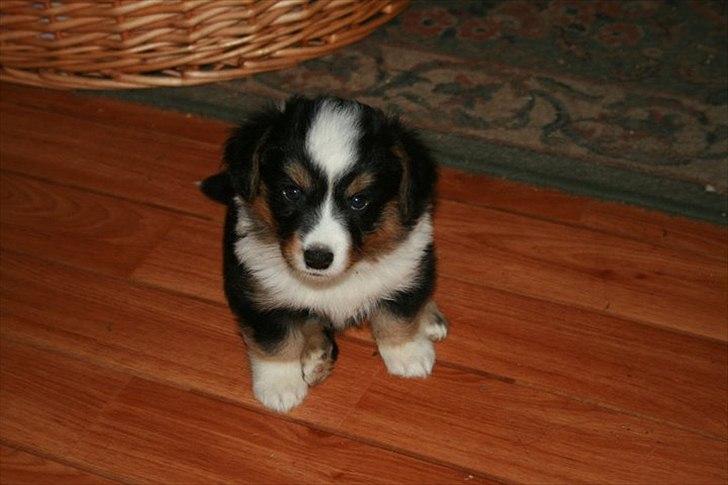 Welsh corgi cardigan Hashfan Opium Boy (Eddy) billede 14