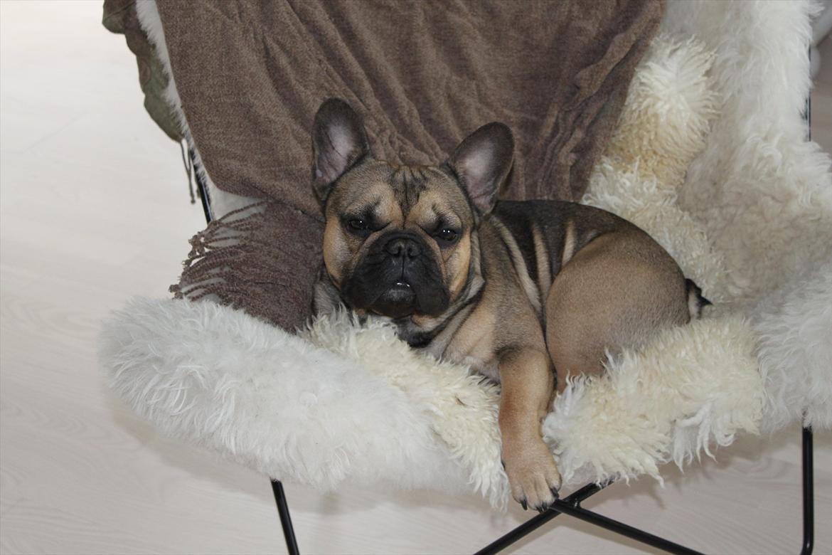 Fransk bulldog Carlo billede 6