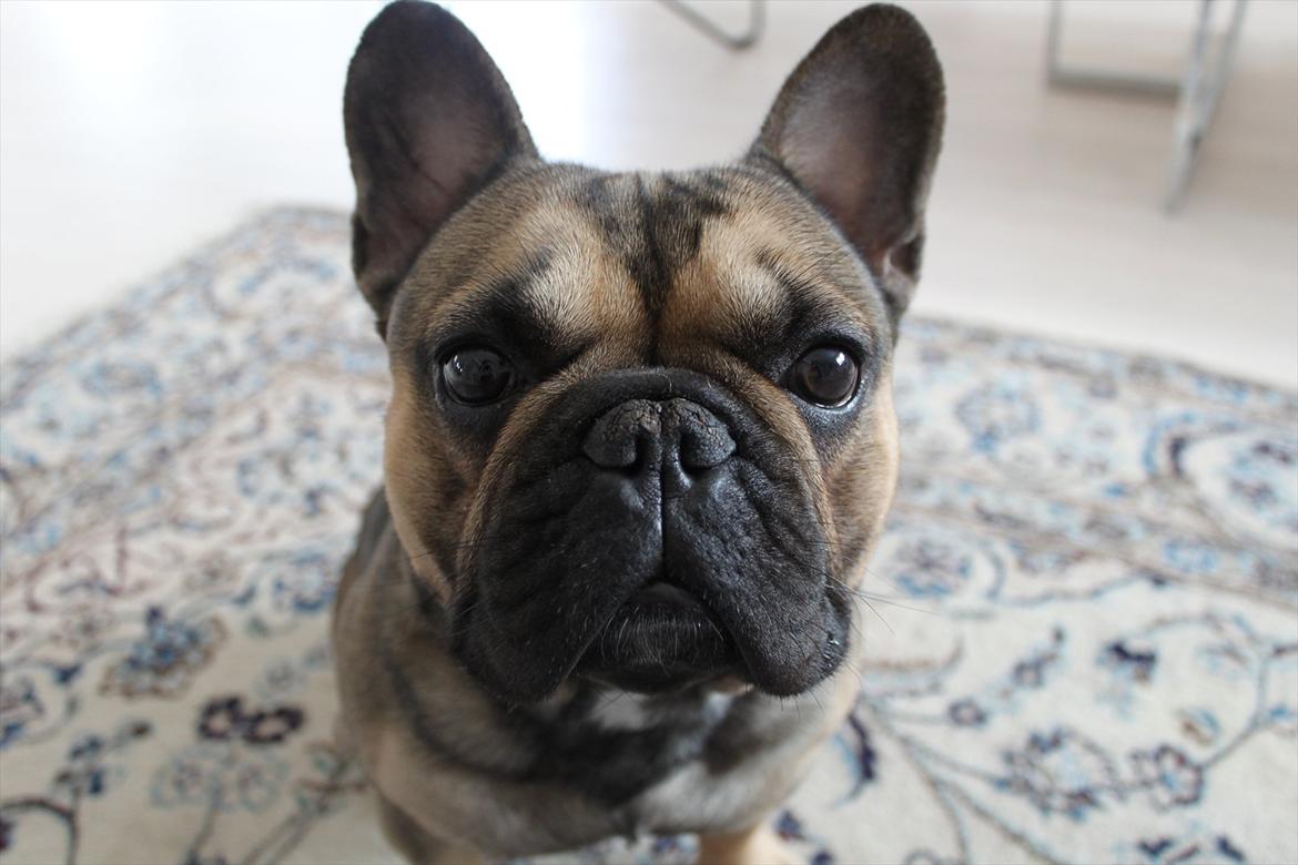 Fransk bulldog Carlo billede 7
