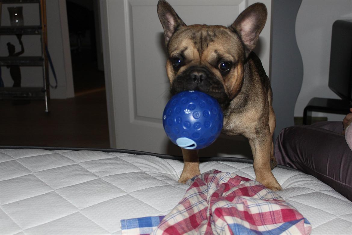 Fransk bulldog Carlo billede 8