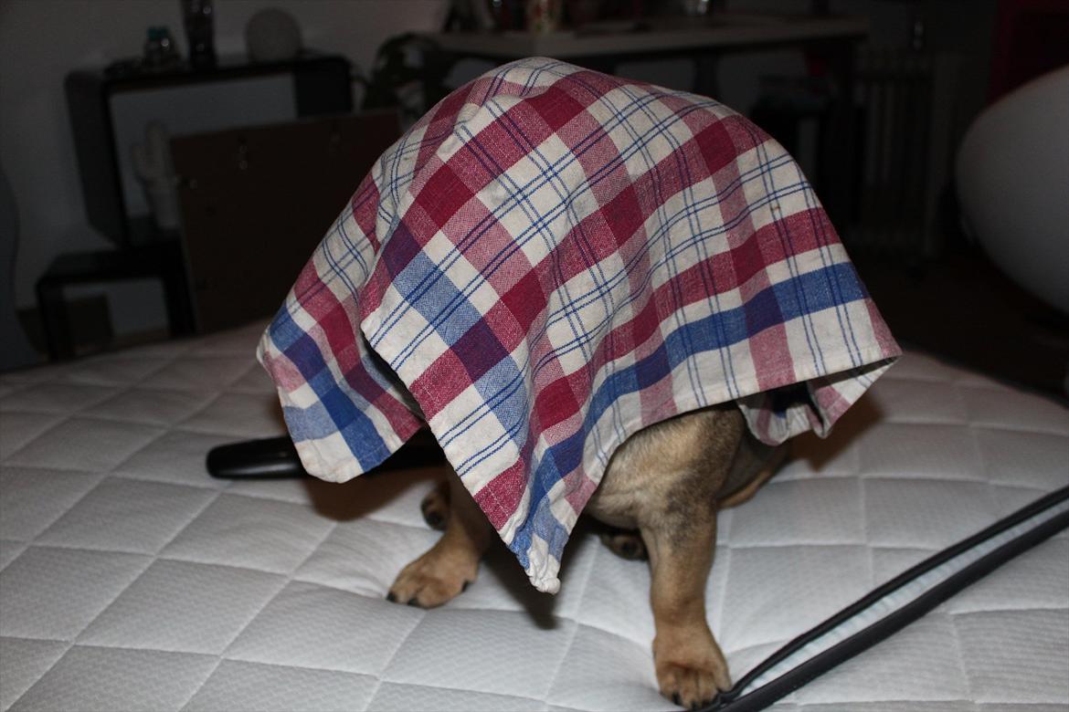 Fransk bulldog Carlo billede 9