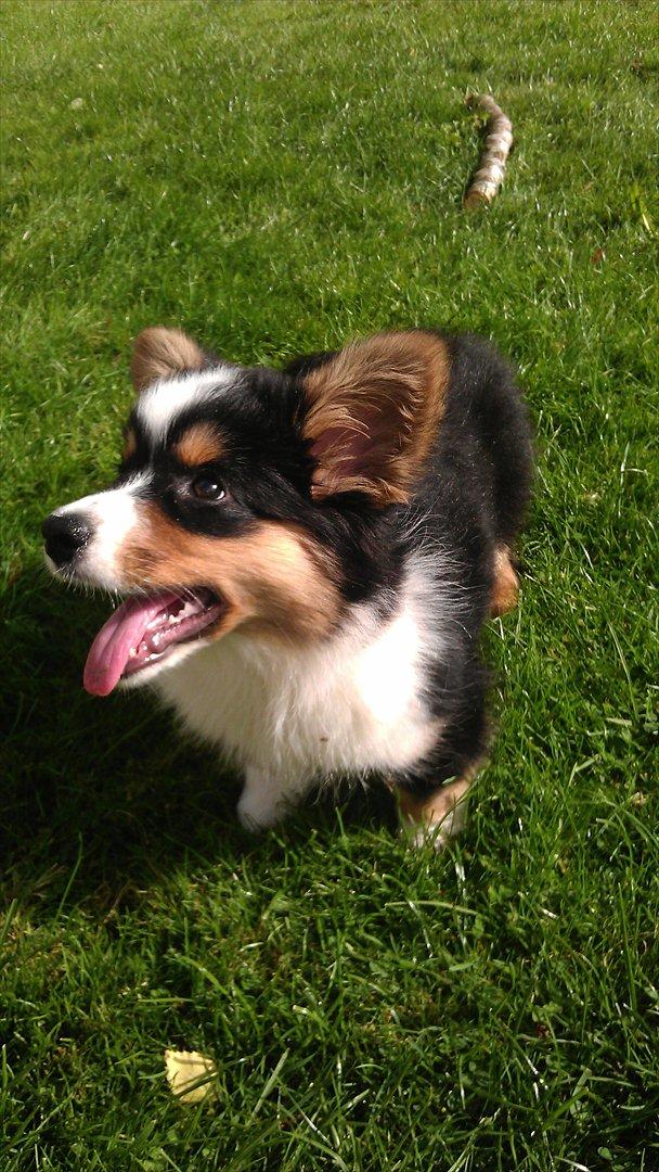 Welsh corgi cardigan Hashfan Opium Boy (Eddy) billede 15