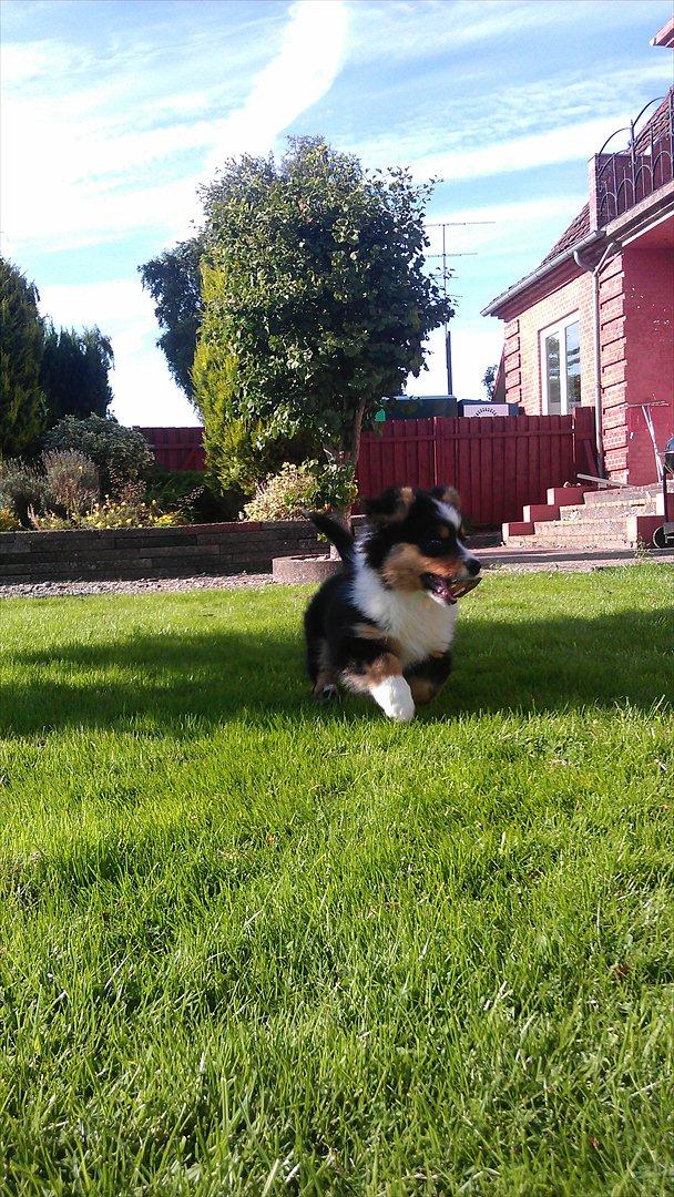 Welsh corgi cardigan Hashfan Opium Boy (Eddy) billede 16