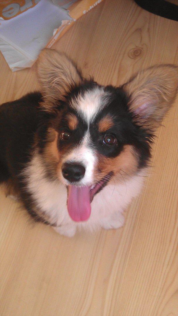 Welsh corgi cardigan Hashfan Opium Boy (Eddy) billede 17