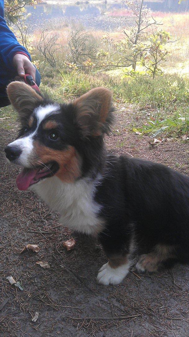 Welsh corgi cardigan Hashfan Opium Boy (Eddy) billede 18