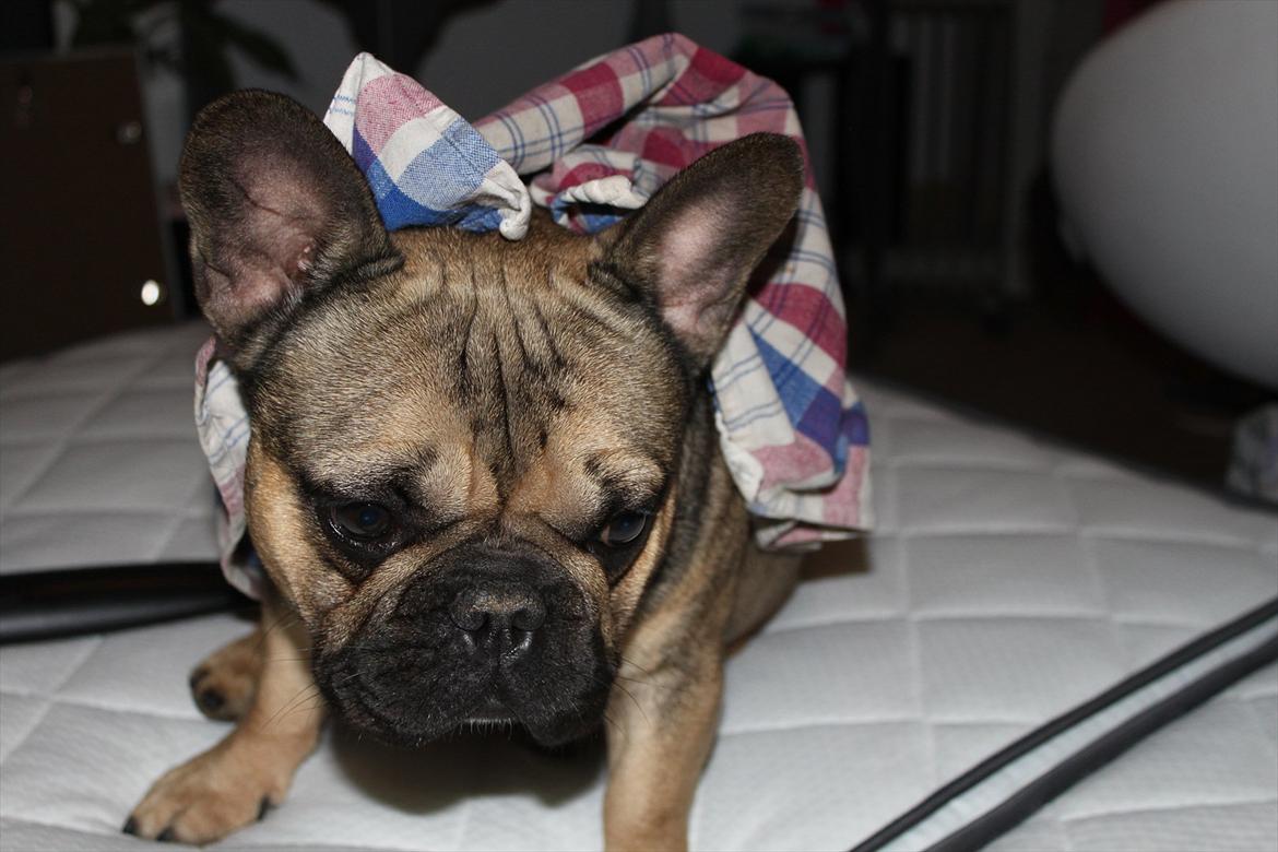 Fransk bulldog Carlo billede 10