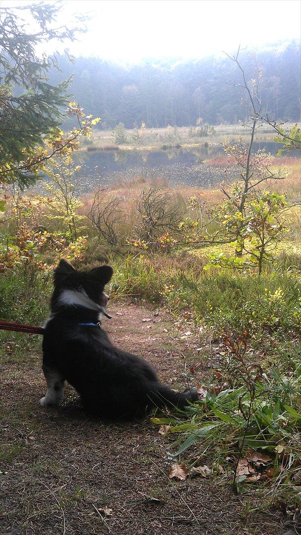 Welsh corgi cardigan Hashfan Opium Boy (Eddy) billede 19