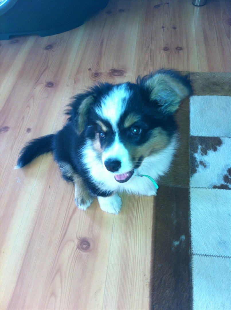 Welsh corgi cardigan Hashfan Opium Boy (Eddy) billede 20