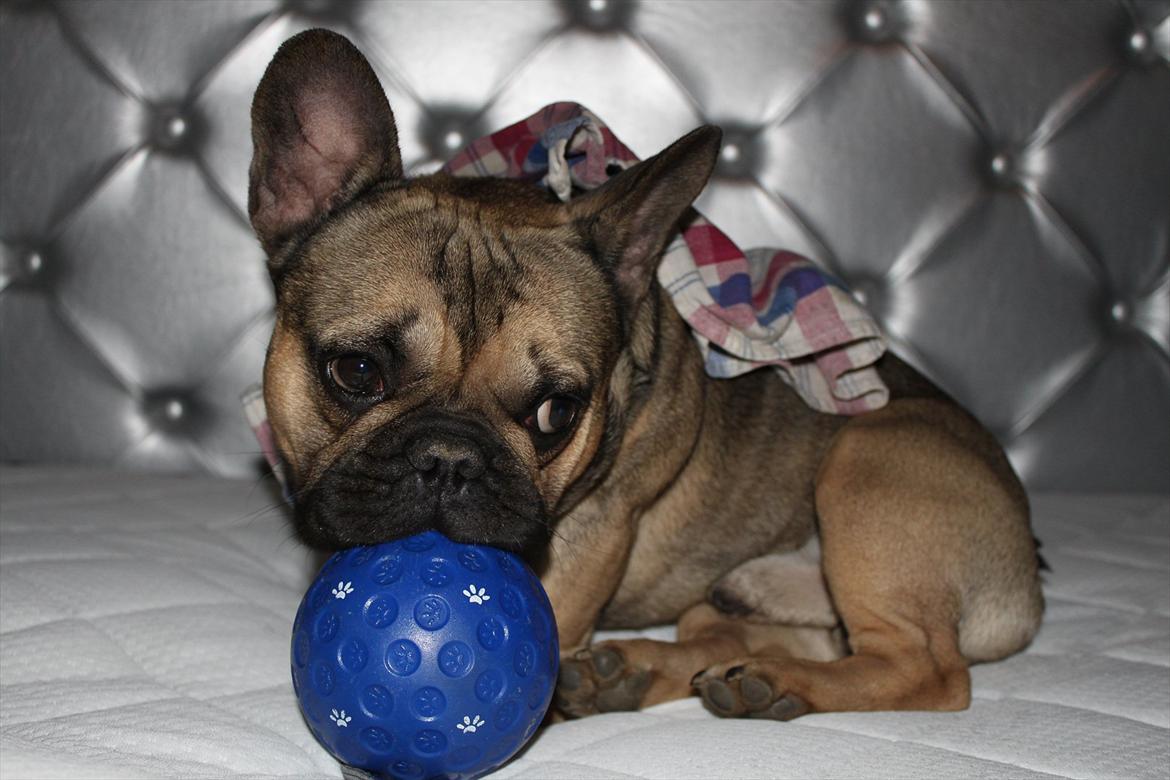Fransk bulldog Carlo billede 11