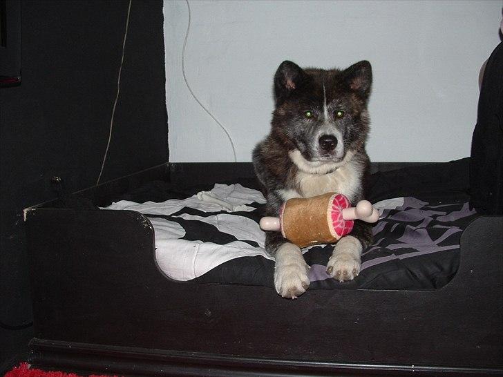 Akita inu Emiko/Miko billede 18