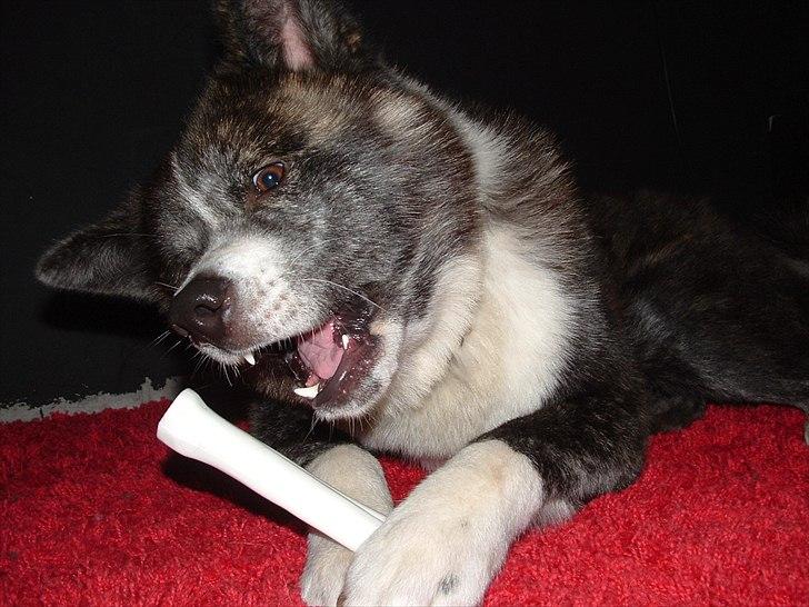 Akita inu Emiko/Miko billede 19