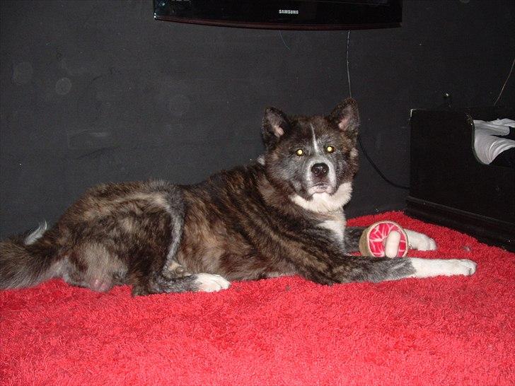 Akita inu Emiko/Miko billede 20