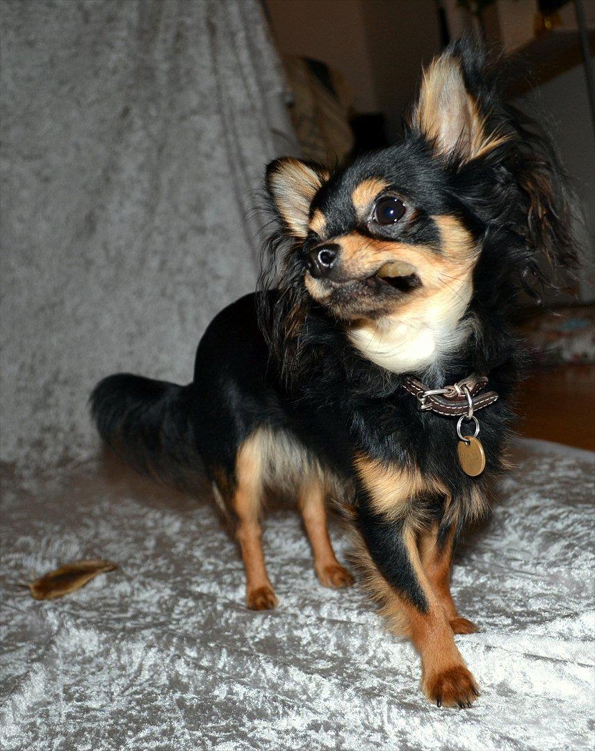 Chihuahua Mickey billede 8