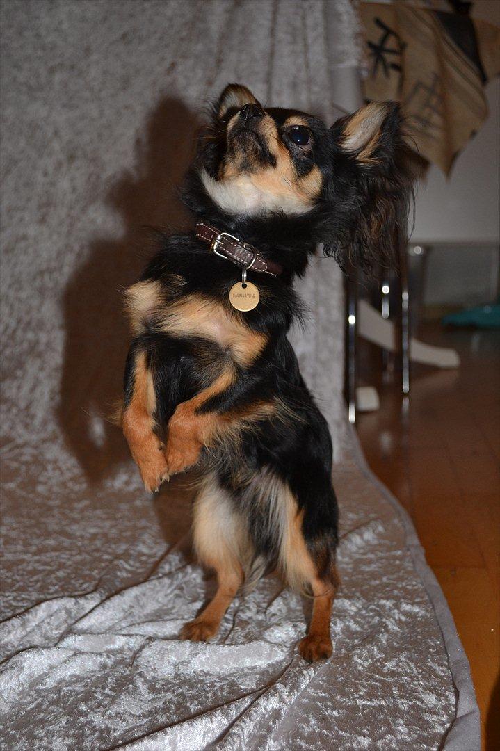 Chihuahua Mickey billede 7