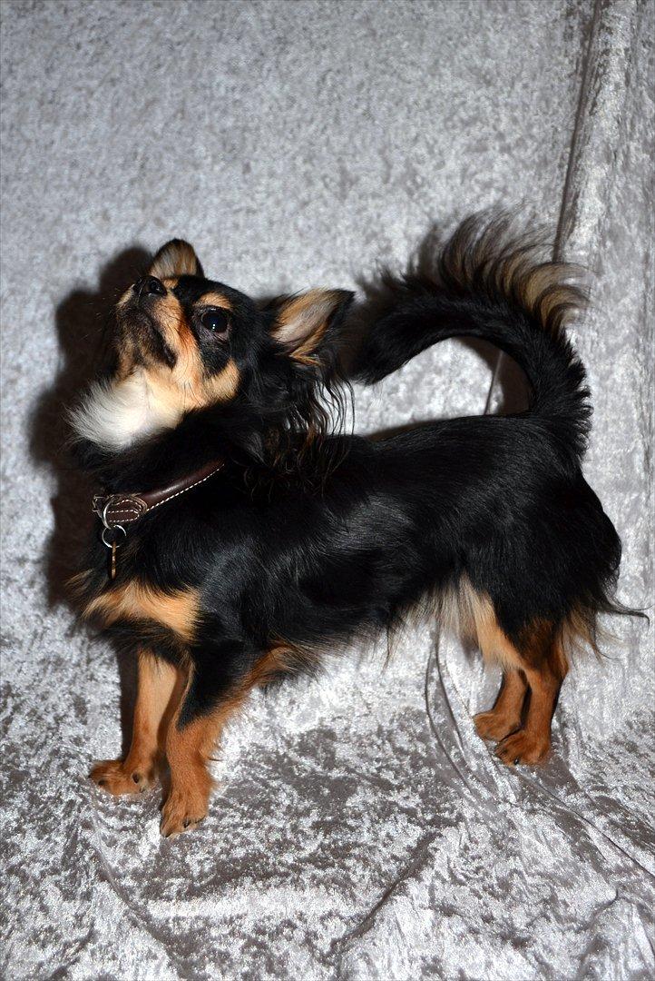 Chihuahua Mickey billede 5