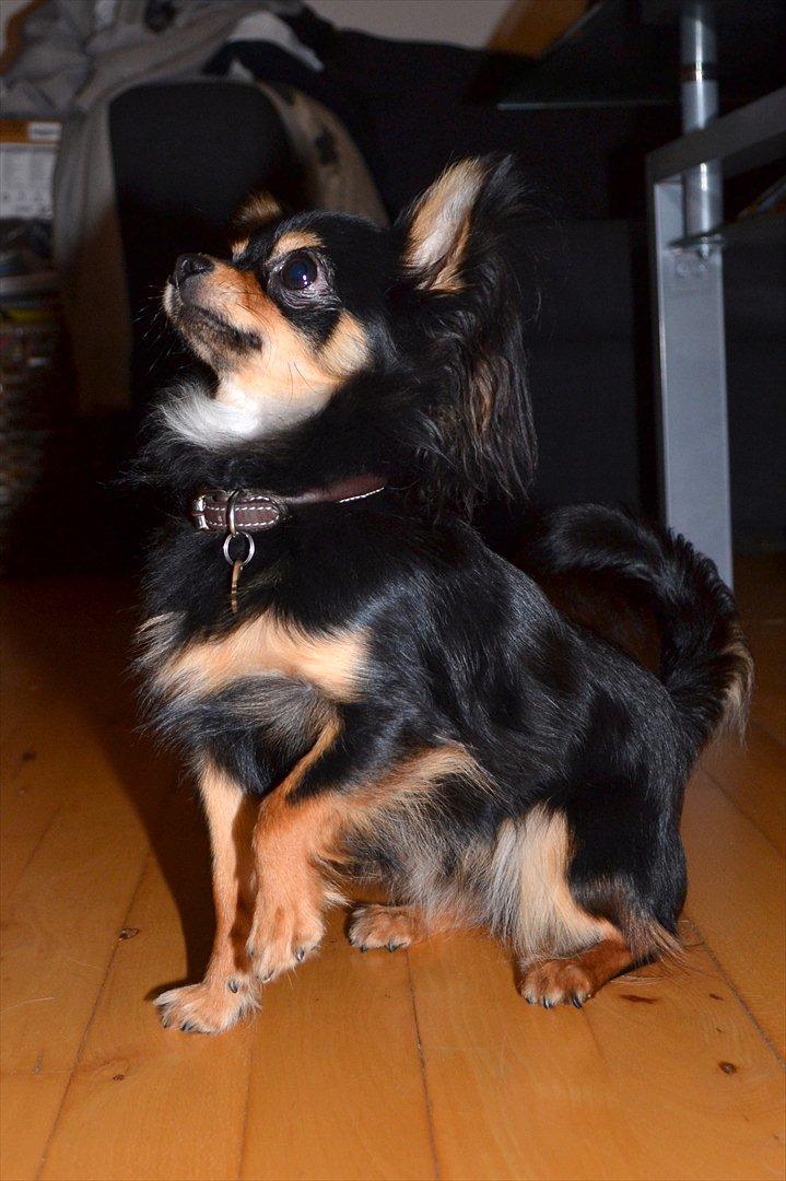 Chihuahua Mickey billede 6