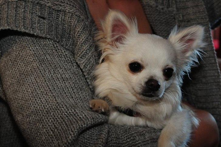 Chihuahua Miley - Miley 1,5 år billede 1